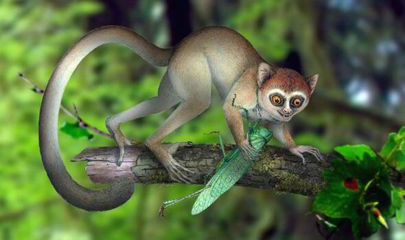 Fossil of oldest primate ever found